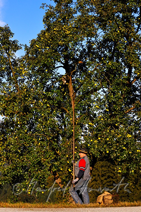 apple harvesting during the making of cider