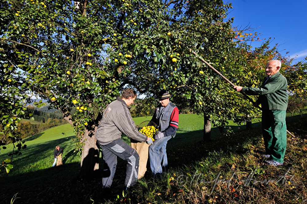 apple harvesting during the making of cider
