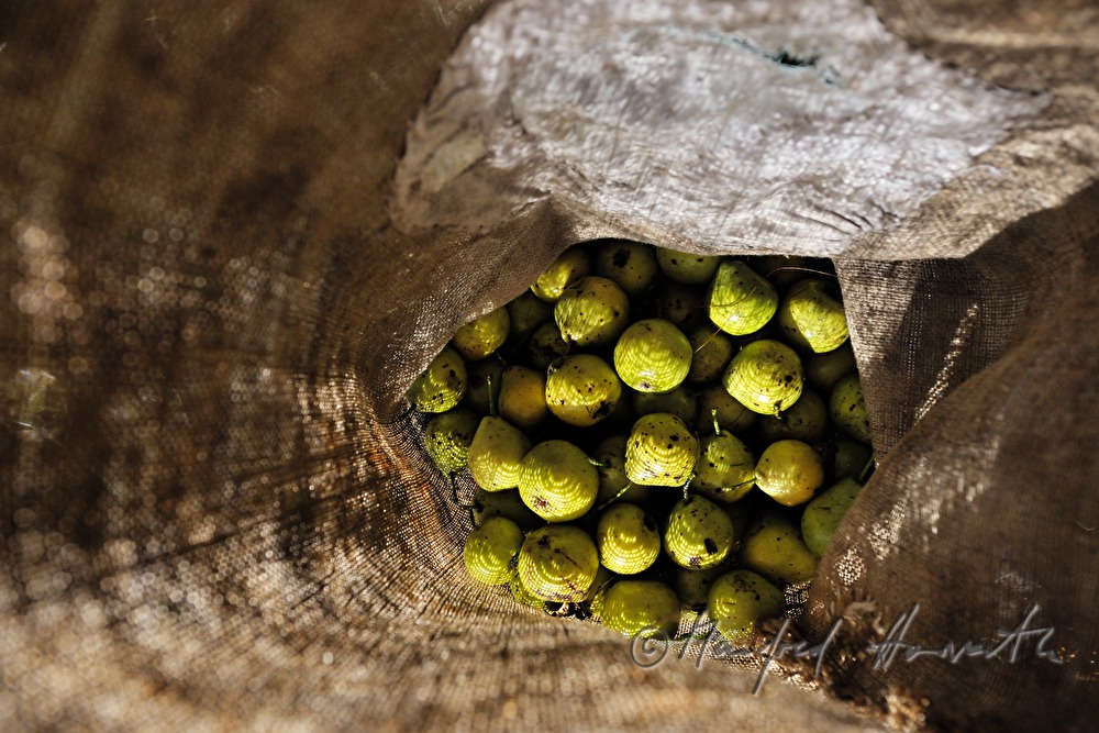 apples in a jute sack during harvesting