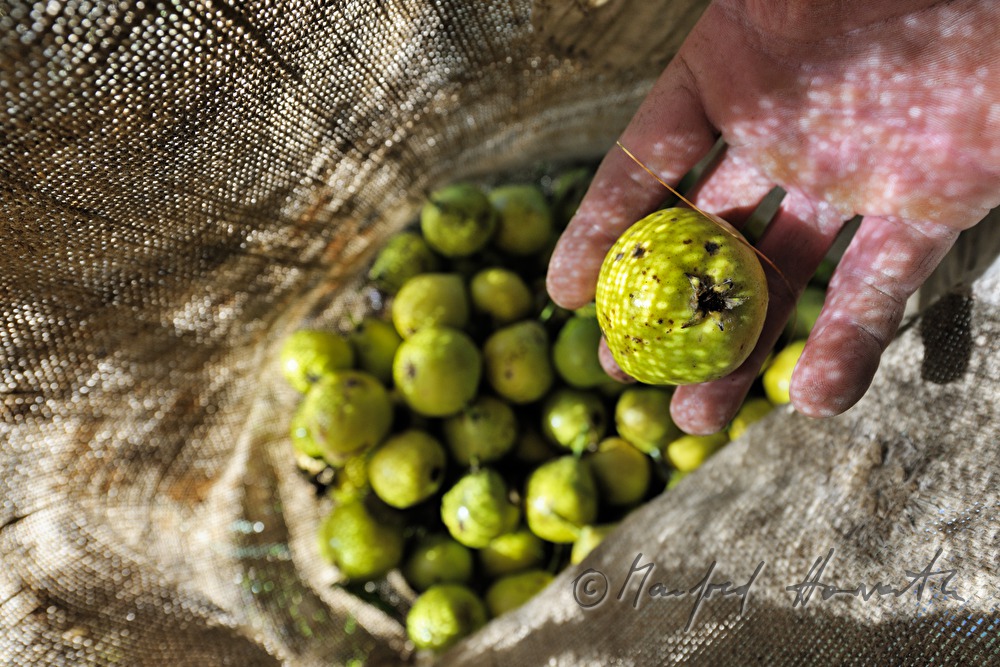 apples in a jute sack during harvesting
