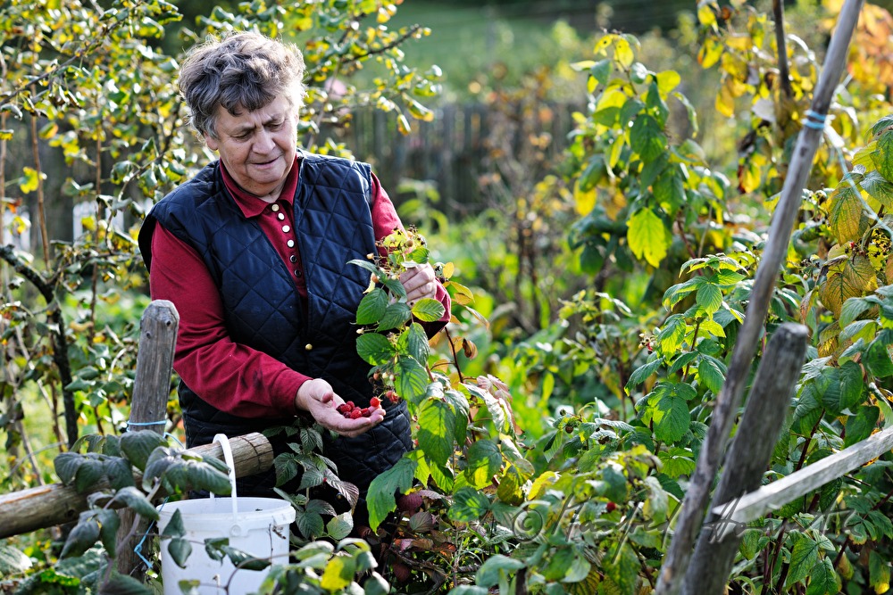 countrywoman harvests blackberries in her garden