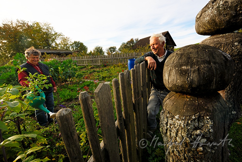 countrywoman harvests blackberries in her garden