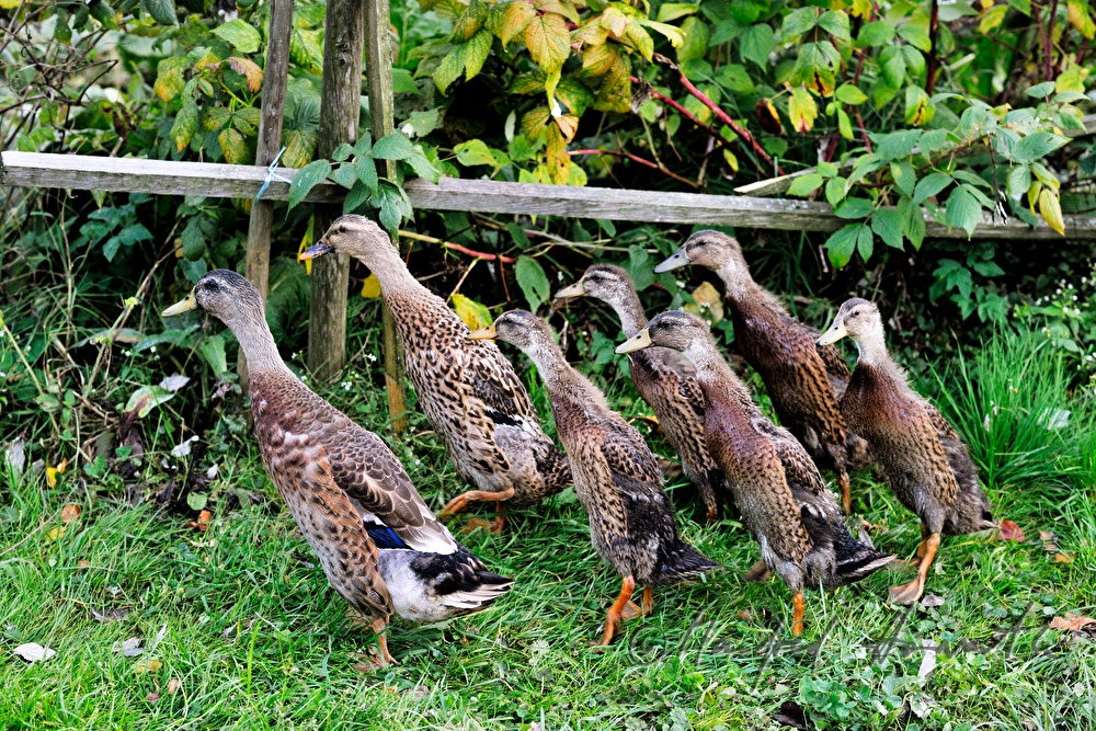 Indian Runner Duck in the garden of a farm