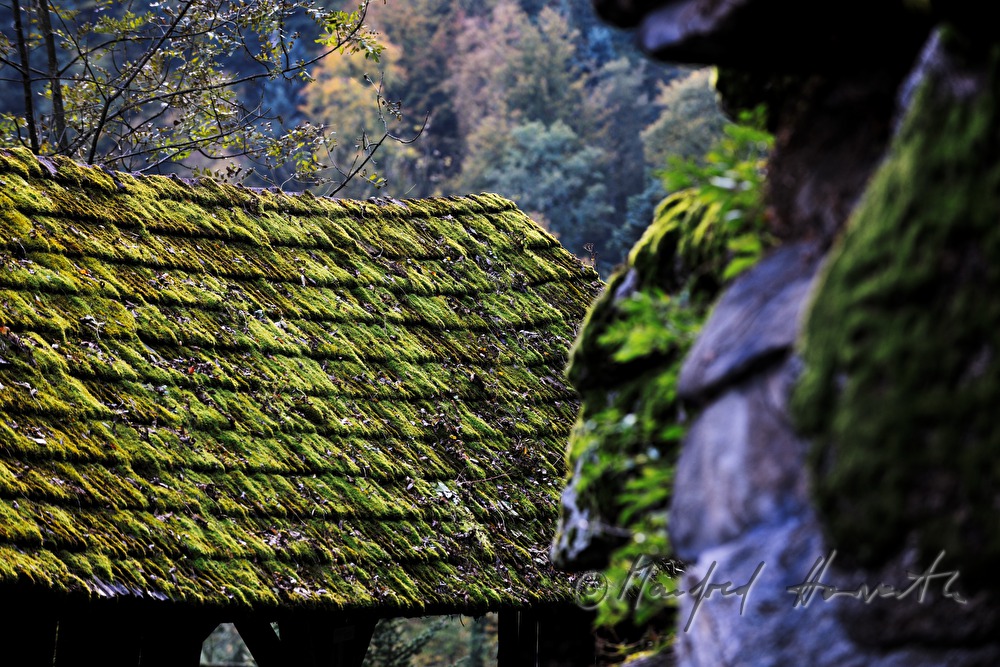 moss-covered roof of a barn