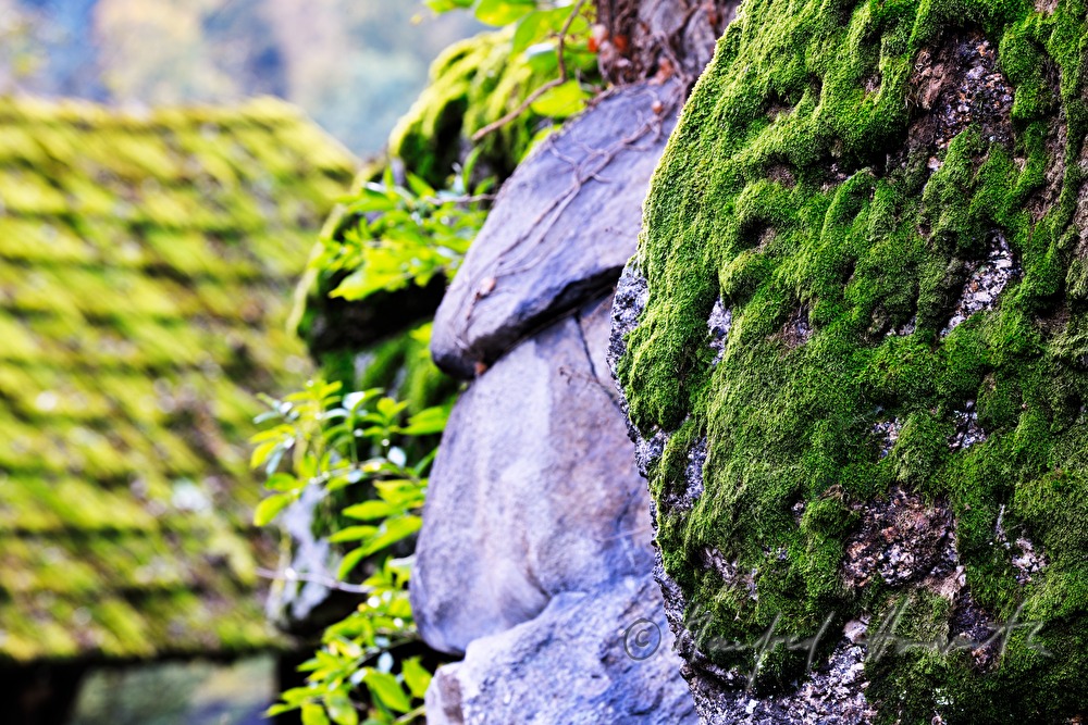 moss-covered roof of a barn
