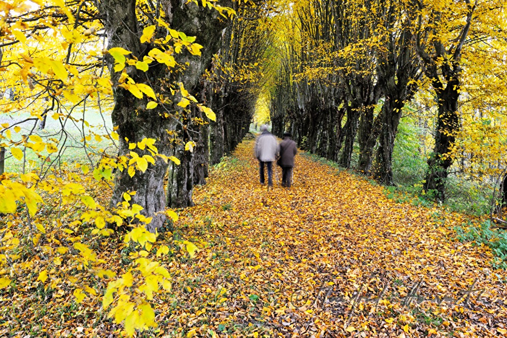 hornbeam alley from the year 1695