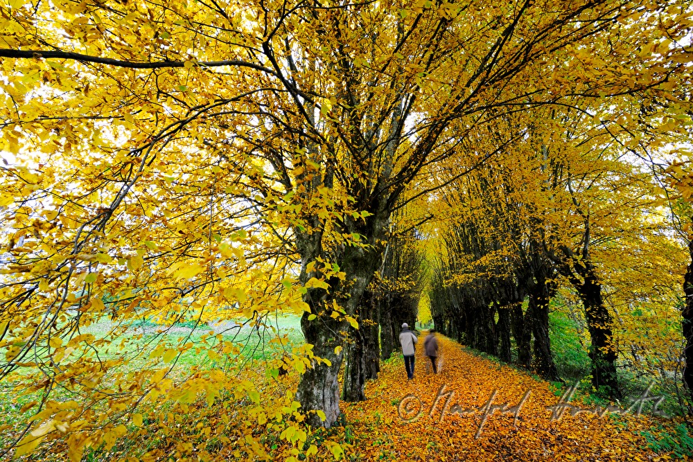 hornbeam alley from the year 1695