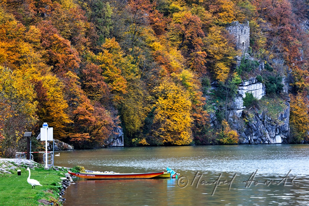 swan and rowing boat on the rivershore of the Danube