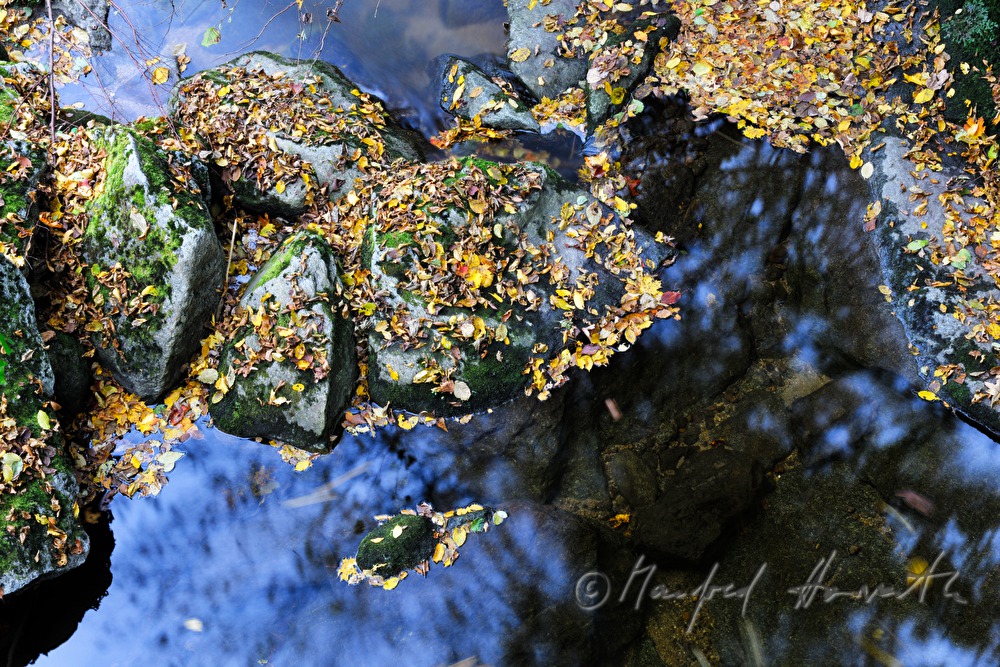 creekbed with bolders and leaves