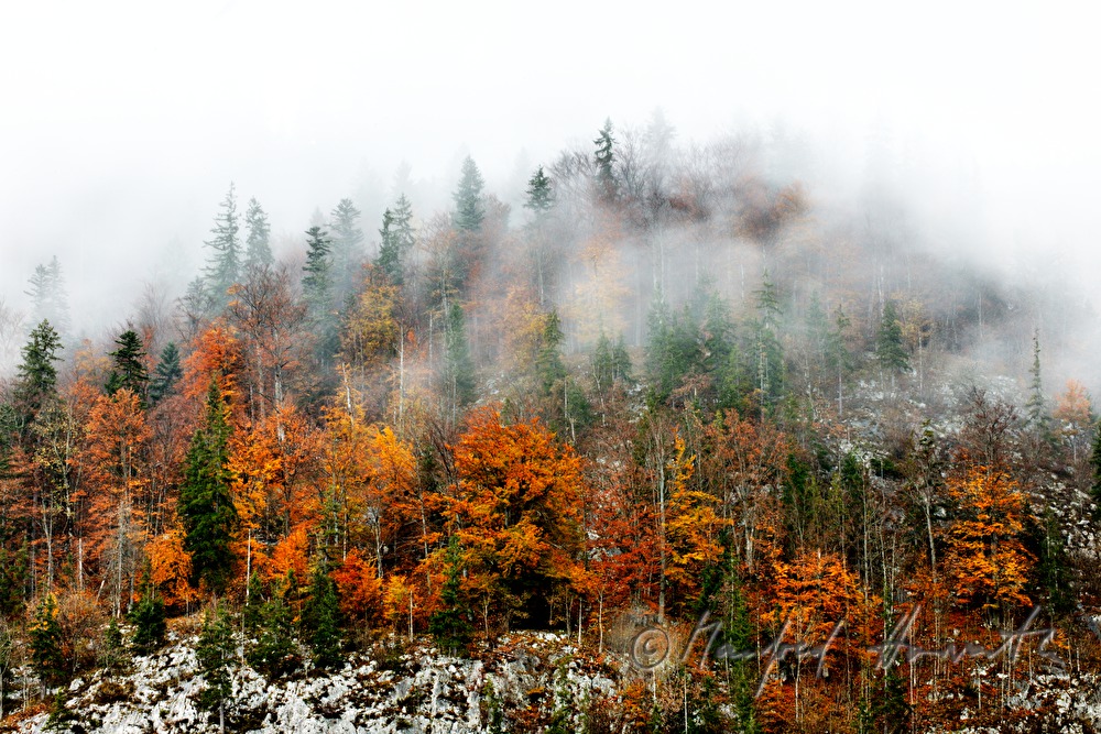 fog over the forest on the shore of Grundlsee