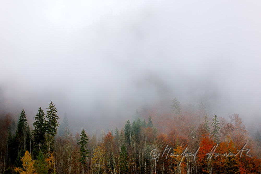 fog over the forest on the shore of Grundlsee