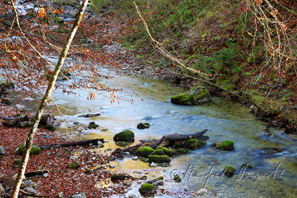 stones covered with moss in the stream 