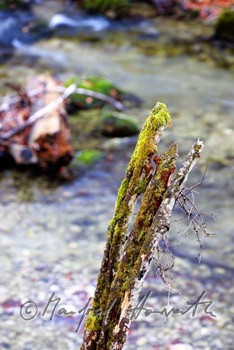 split tree with moss and lichen