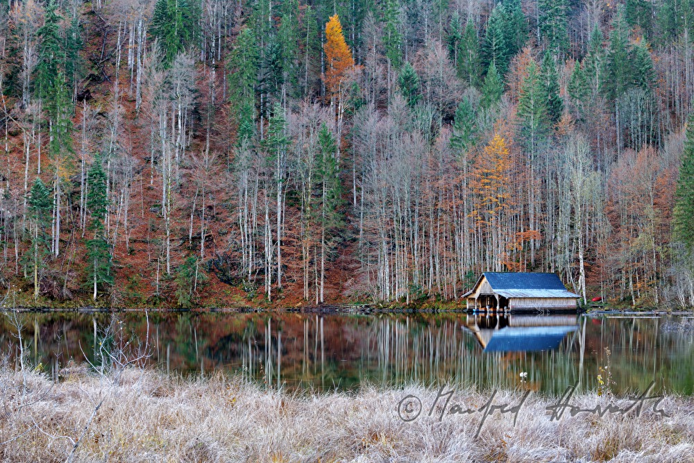 mixed forest and boat house on the lakeshore