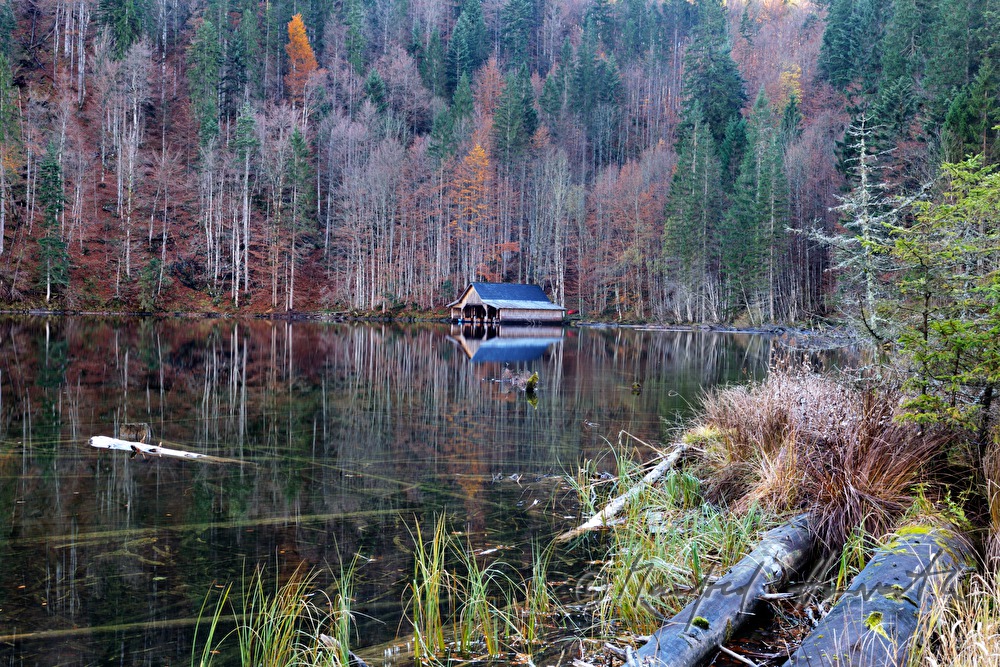 mixed forest and boat house on the lakeshore