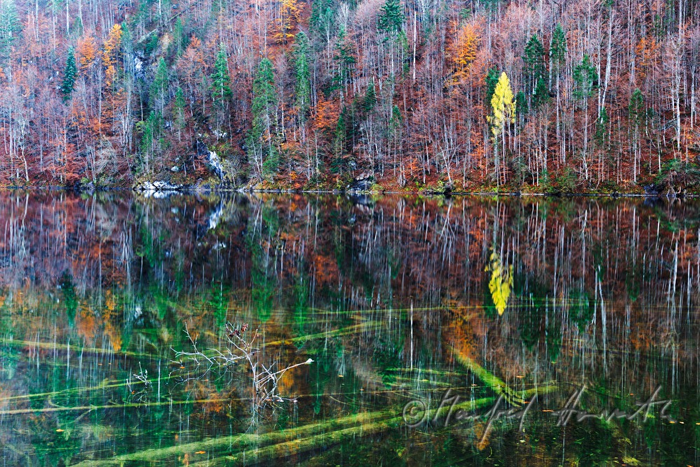 submerged tree trunks on the lakeshore