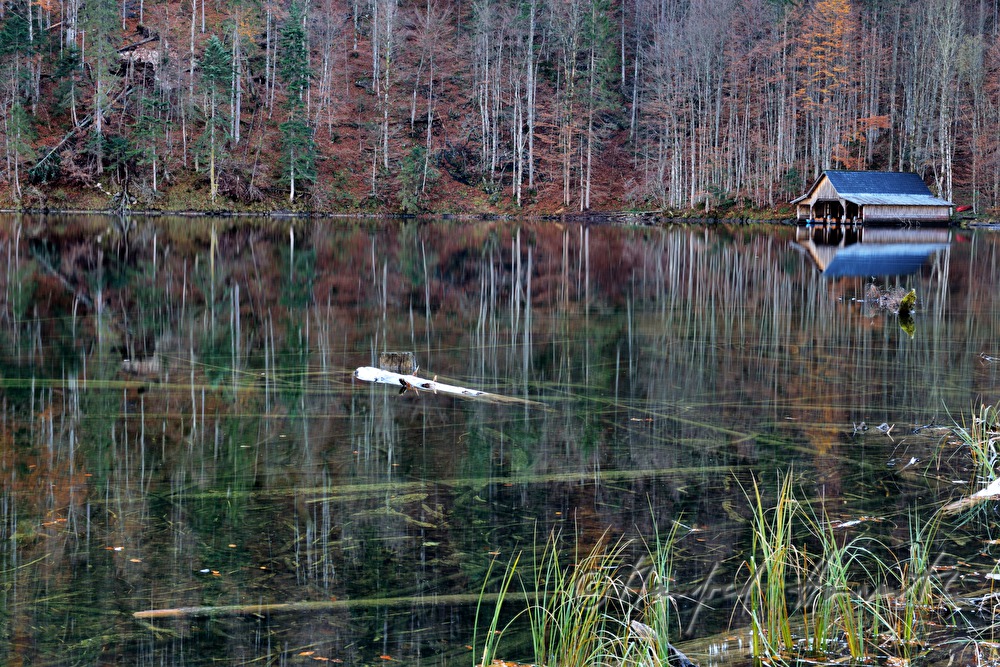 submerged tree trunks on the lakeshore