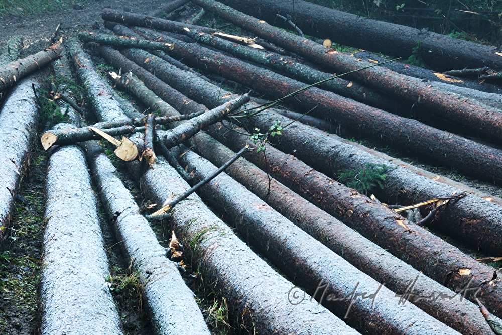 tree trunks covered with hoarfrost