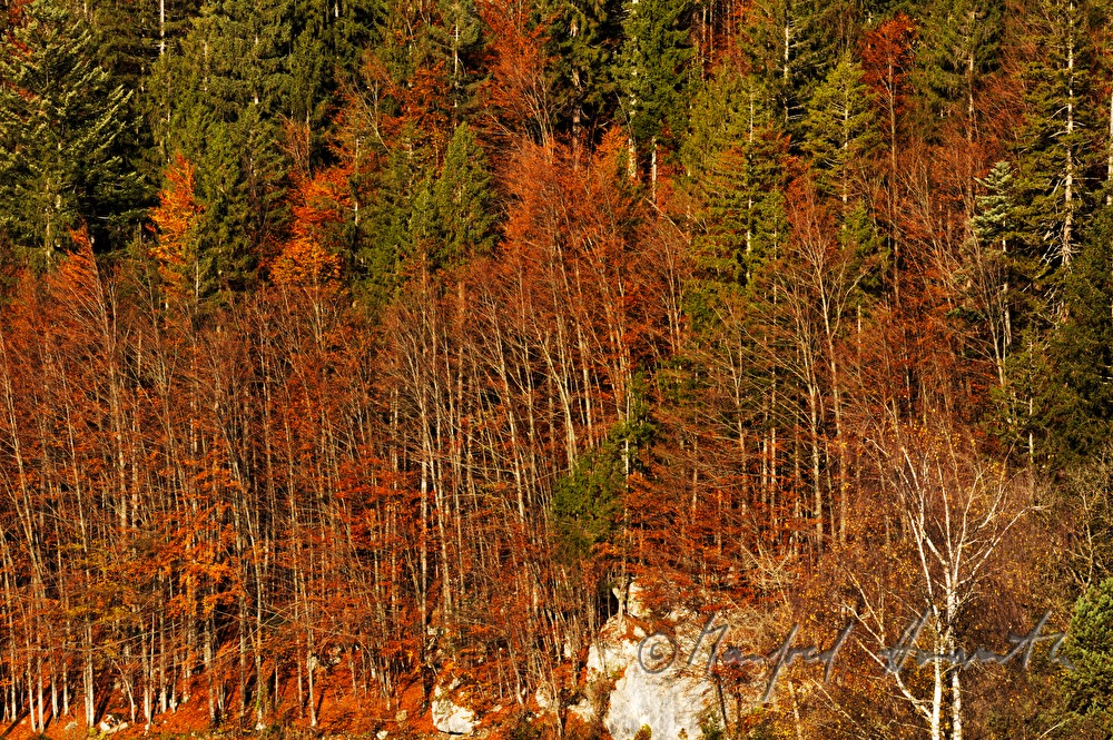 mixed woodland in autumn colours
