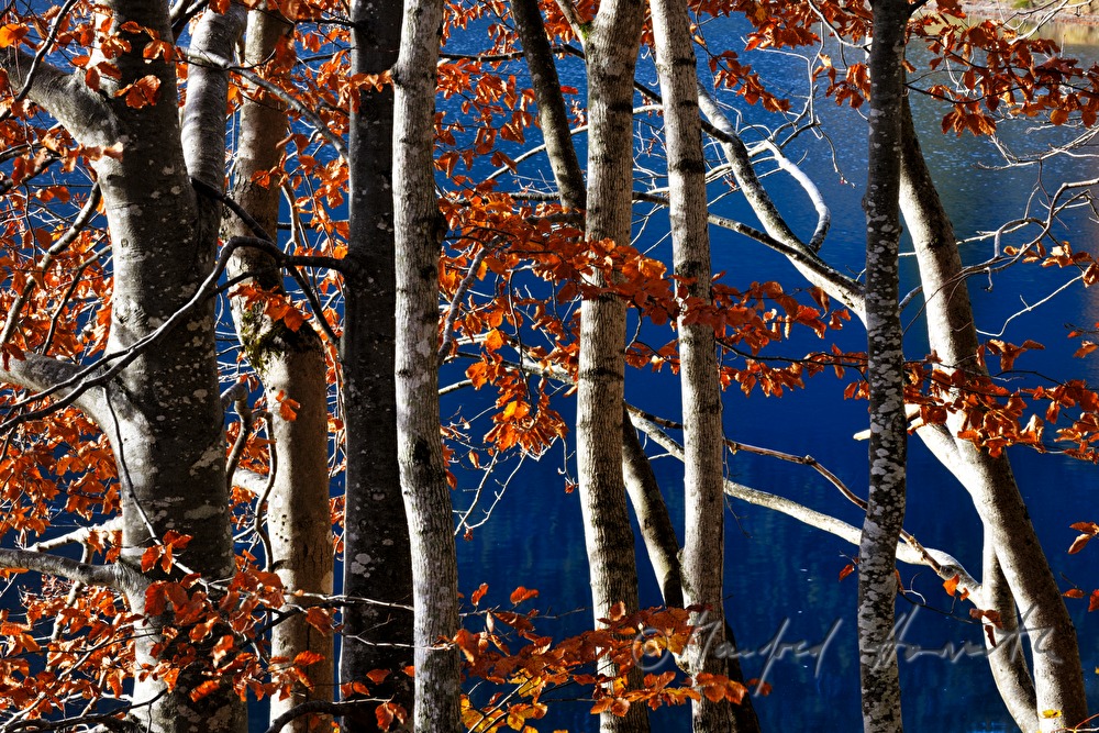 leaf forest in autumn colours