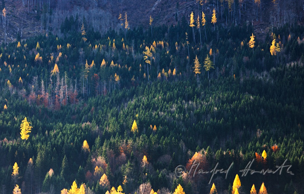 larch forest in autumn colours