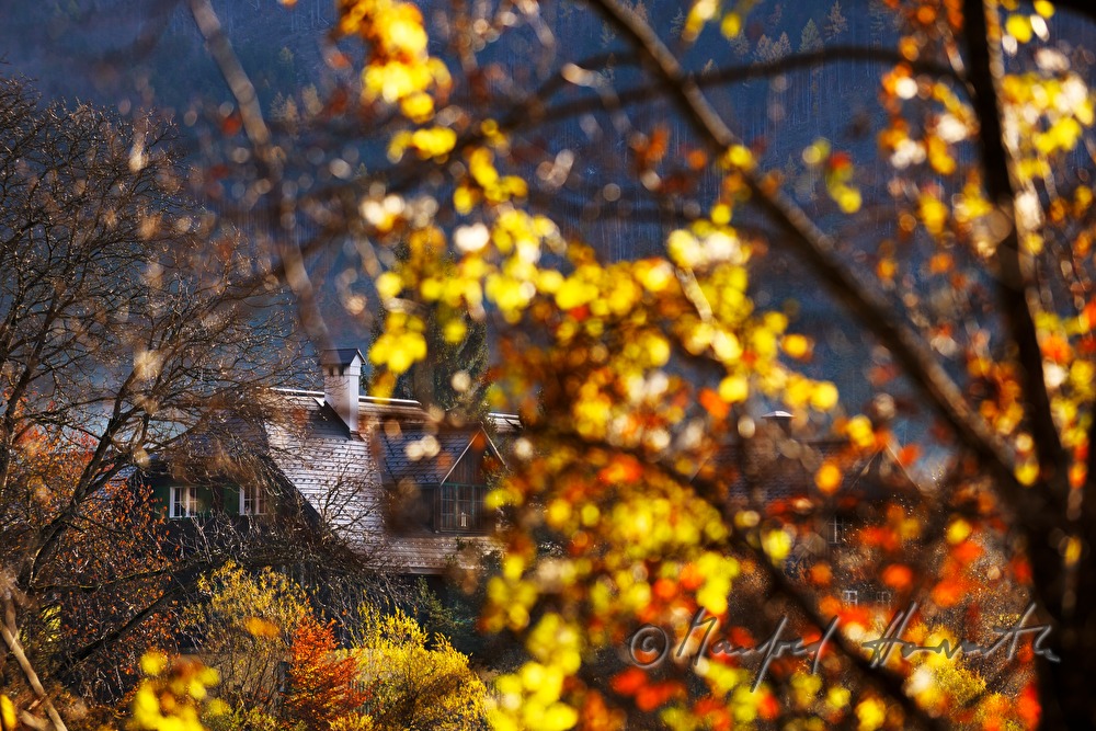 larch forest in autumn colours
