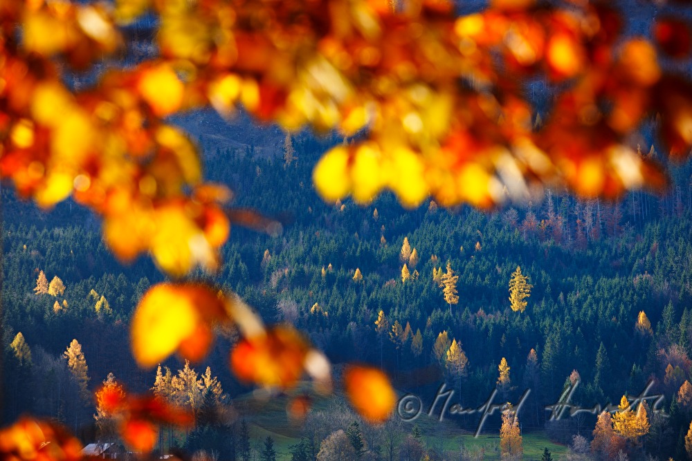 leaf forest in autumn colours