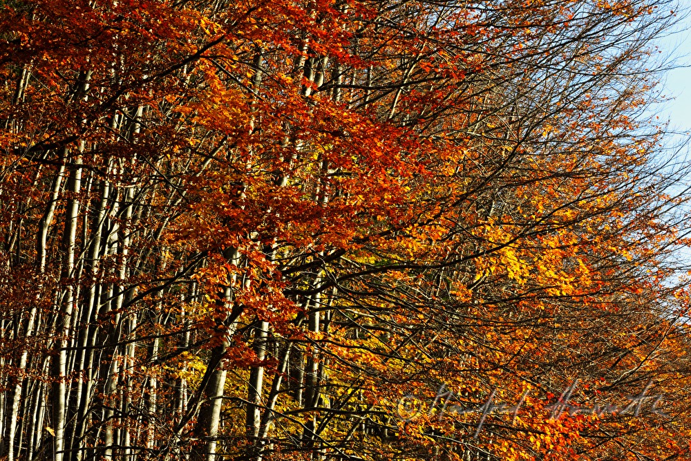 leaf forest in autumn colours