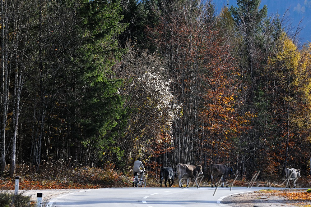 cowherd on a pushbike with his herd