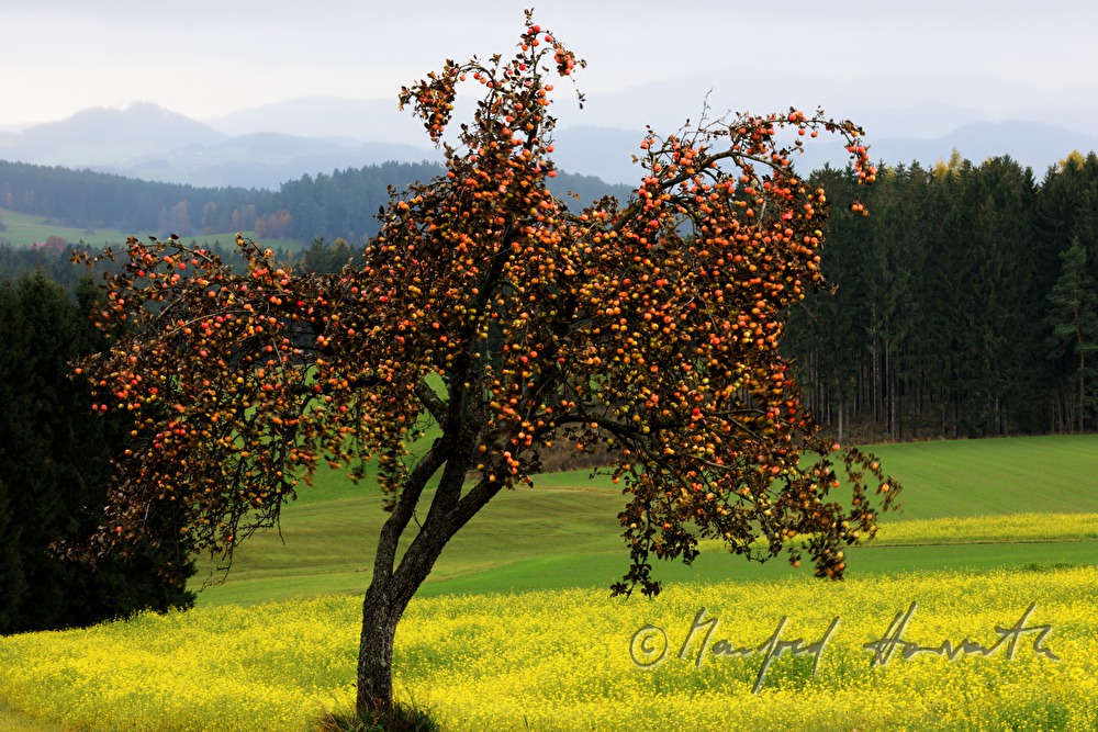 apple tree full with apples