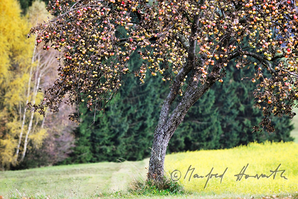 apple tree full with apples