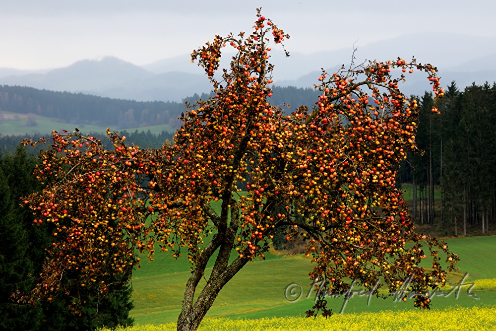 apple tree full with apples