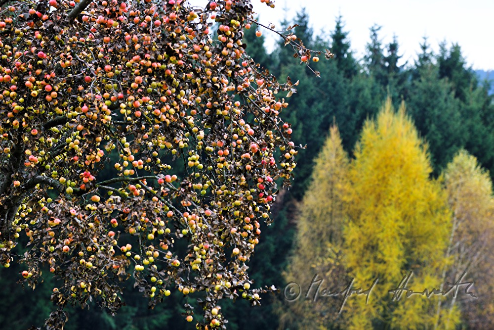 apple tree full with apples