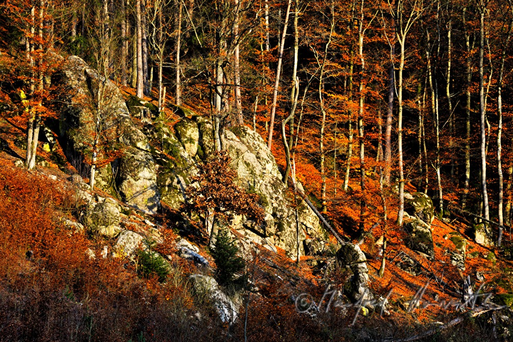 erratic boulders in the forest