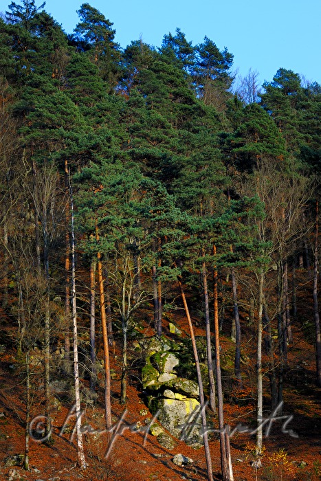 erratic boulders in the forest