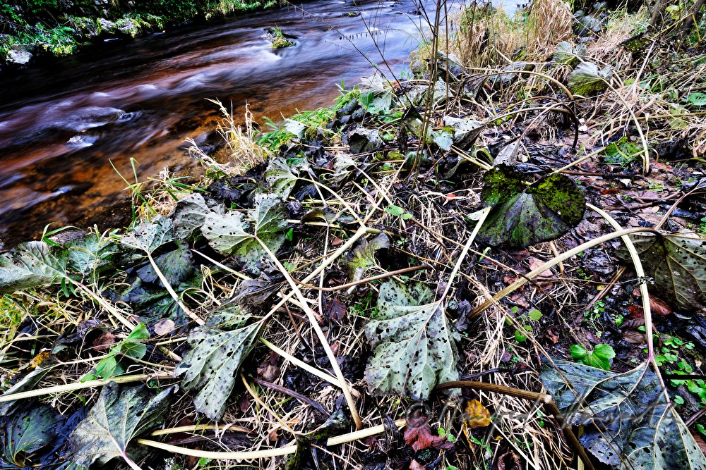 plants on the rivershore of the Waldaist