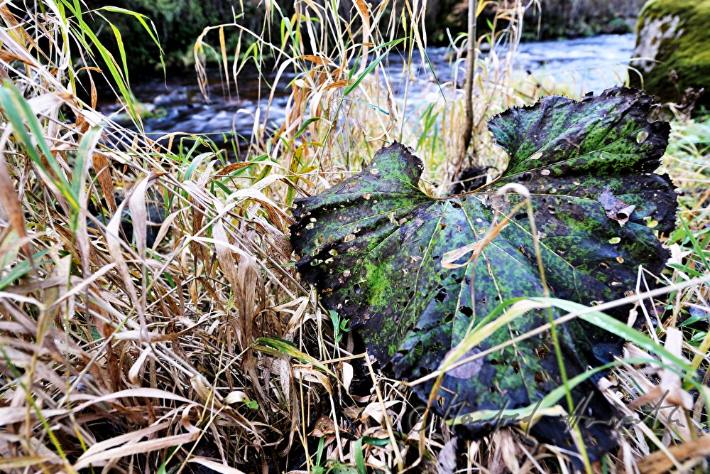 plants on the rivershore of the Waldaist