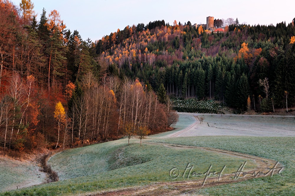 morning mist and the autumn forest