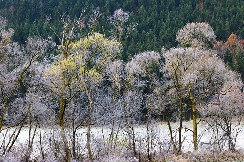 riverbed of the river Waldaist with rime on the trees