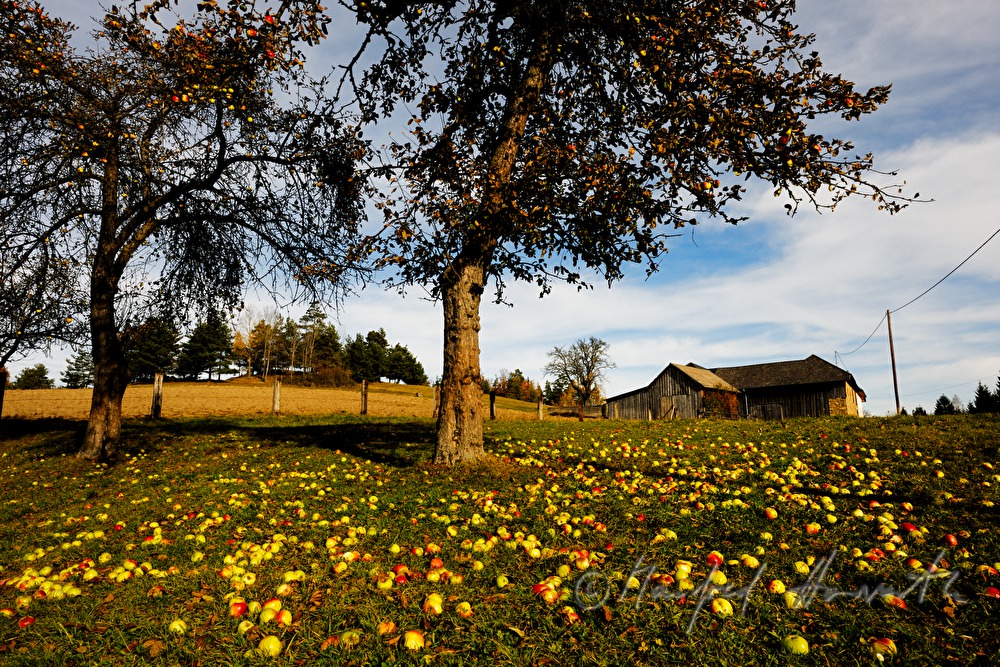 apple trees and windfall