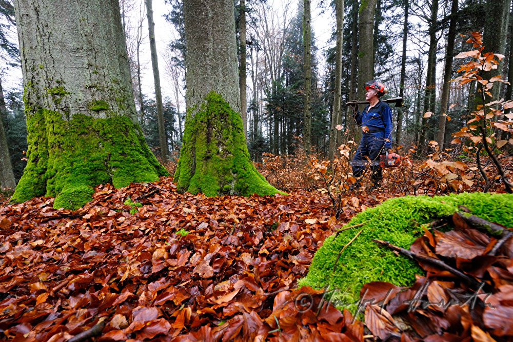 woodcutter walks to the next tree for felling