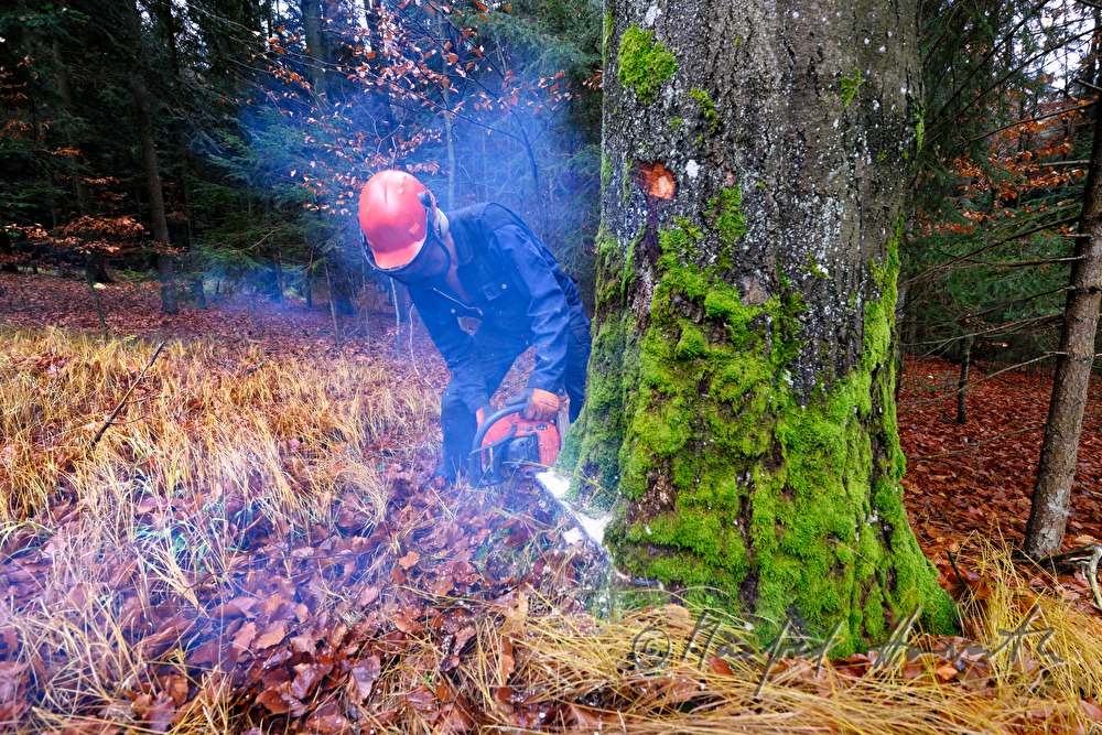 woodcutter fells a huge beech