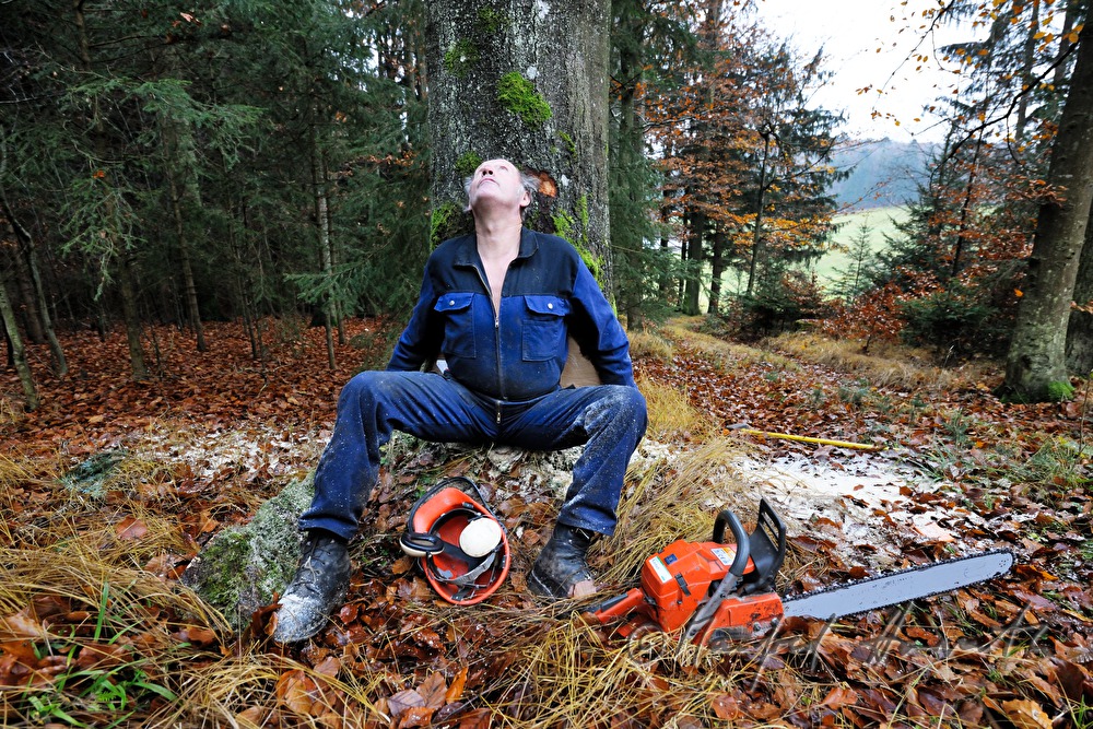 woodcutter fells a huge beech