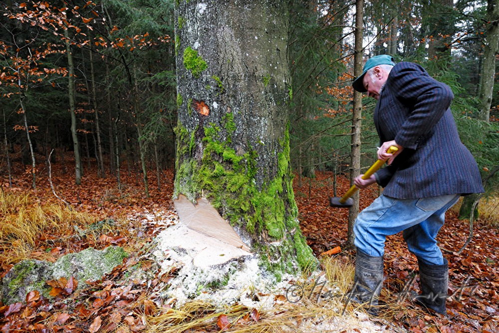 woodcutter fells a huge beech