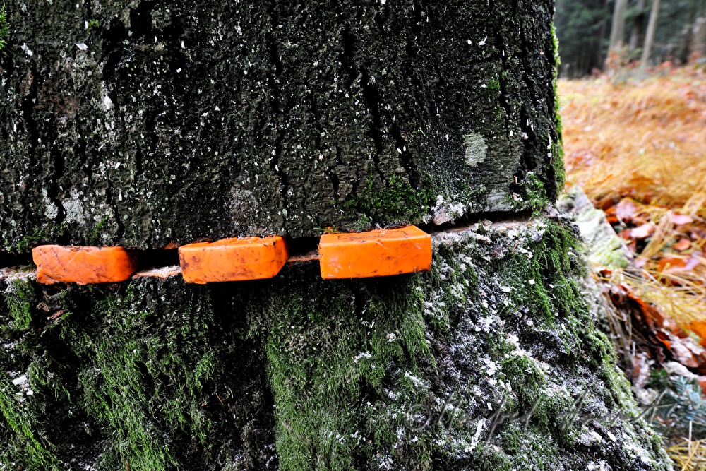 wedges in the gap of the chain saw