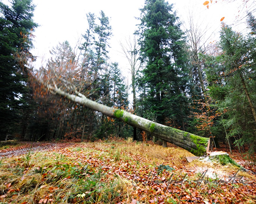felling of an old beech