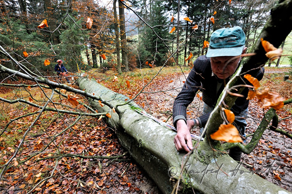 woodcutter marks the length of the stem