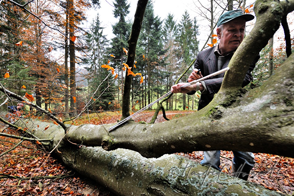 woodcutter marks the length of the stem
