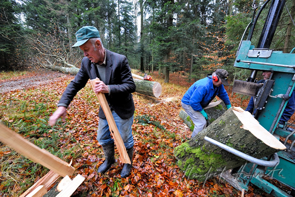 woodcutter piling up beech wood to a stack