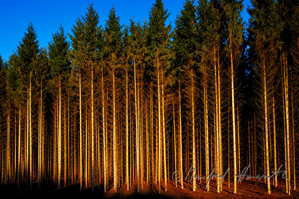 tight spruce forest on a glade